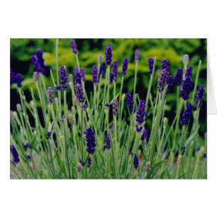 Cartão Lavanda em Dublin, Irlanda