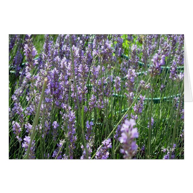 Cartão Lavanda, S Cyr (Frente Horizontal)