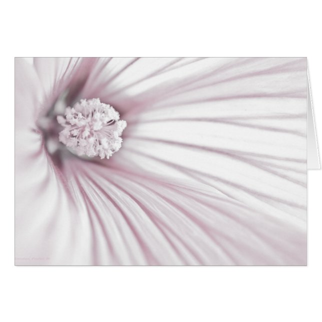 Cartão Lavatera Flower Macro Card (Frente Horizontal)