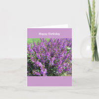 Lavendar Flowers Birthday Wishes