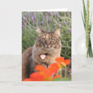 Cartão Lavendar, Nasturtium,  and a Tortoiseshell Cat