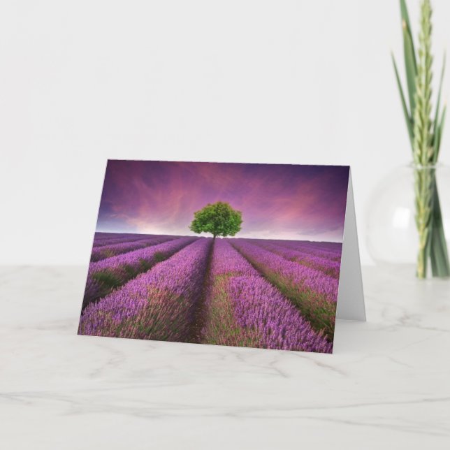 Cartão Lavender Field Landscape Summer Sunset (Frente)