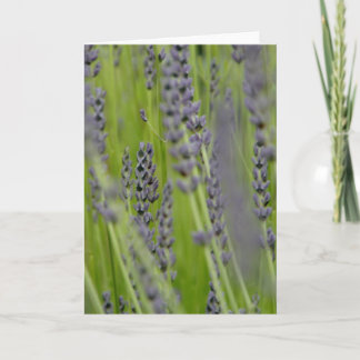 Cartão Lavender Greeting Card