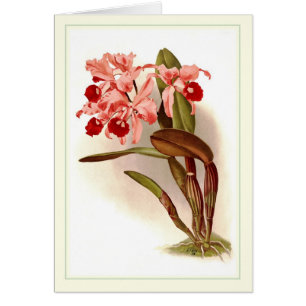 Cartão Lawrenceana de Cattleya