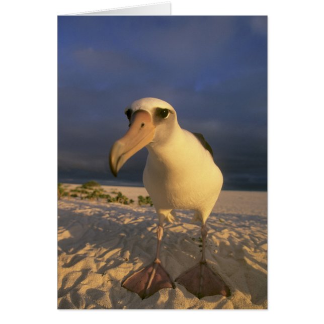 Cartão Laysan Albatross, Diomedea immutabilis), (Frente)