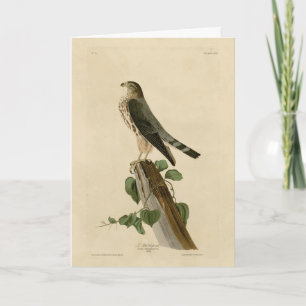 Cartão Le Petit Caporal (Merlin) Audubon Birds da América