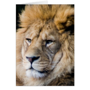 Cartão leão