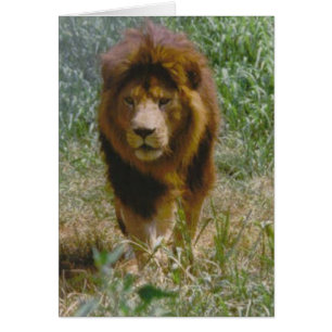 Cartão leão