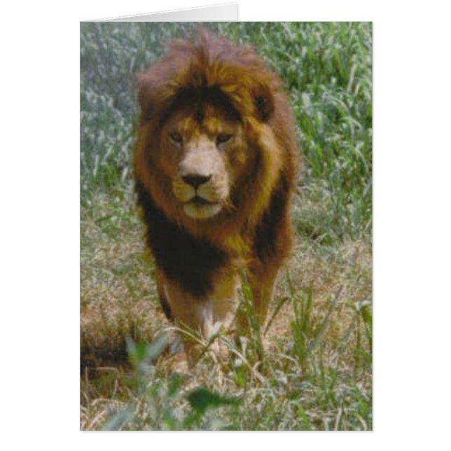 Cartão leão (Frente)