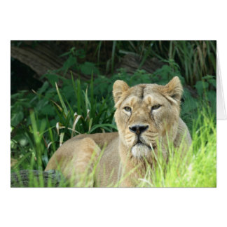 Cartão leão