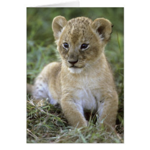 Cartão leão-africano, Panthera leo), Tanzânia,