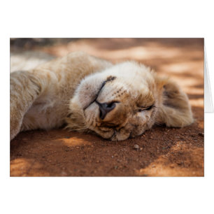 Cartão Leão Cub do sono das imagens de Getty