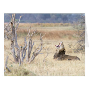 Cartão Leão de bocejo