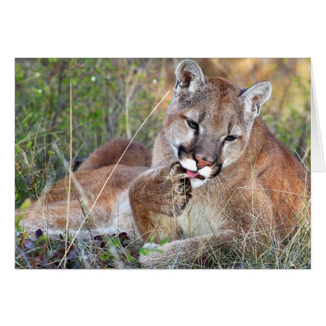 Cartão Leão De Montanha - Hmmm (Frente Horizontal)