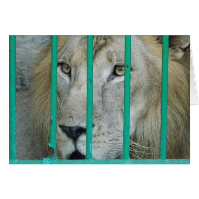 Cartão Leão majestoso (Frente horizontal)