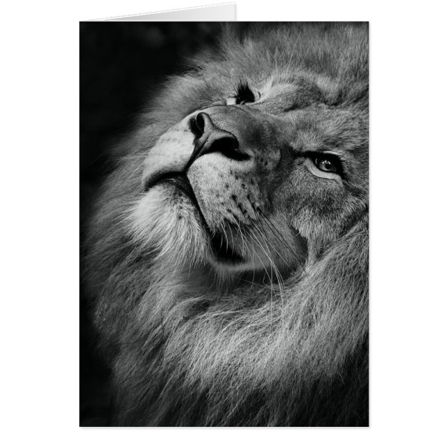 Cartão Leão Maravilhoso (Frente)