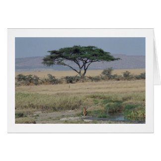 Cartão Leão na Água