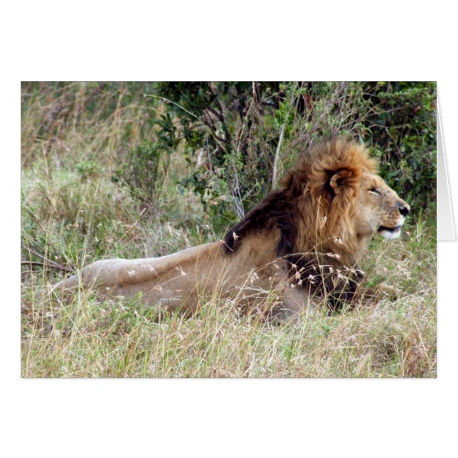 Cartão leão-rei (Frente Horizontal)