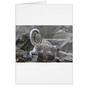 Cartão leaopard da neve