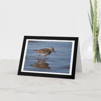 Cartão Least Sandpiper Blank Greeting Card