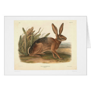 Cartão Lebre de Califórnia por Audubon (0177A)