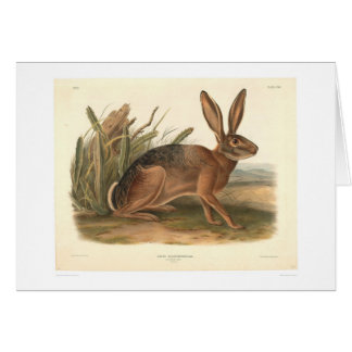 Cartão Lebre de Califórnia por Audubon (0177A)