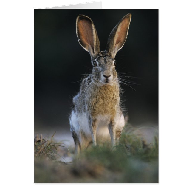 Cartão Lebre-de-cauda-preta, Lepus californicus, 2 (Frente)