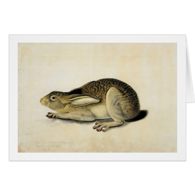 Cartão Lebre de Preto, John James Audubon (Frente Horizontal)