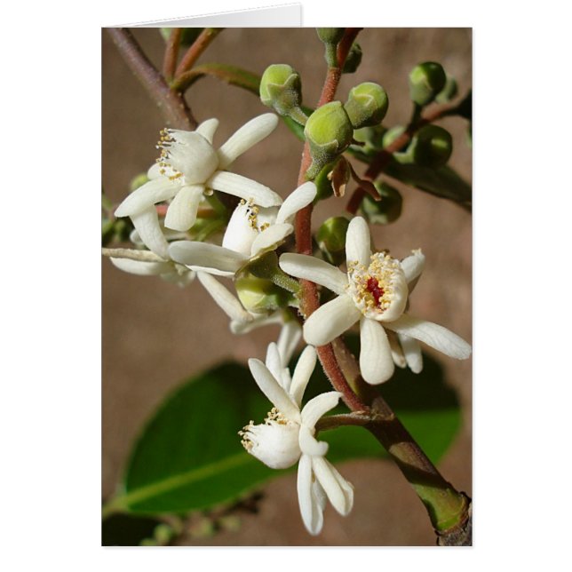 Cartão LECYTHIDACEAE: Cariniana Legalis (Frente)