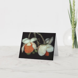 Cartão LECYTHIDACEAE: Lecythis persiste