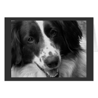 Cartão Legal, calmo e cão reaxado