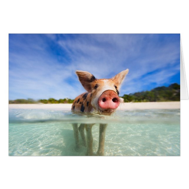 Cartão Leitão (Frente Horizontal)