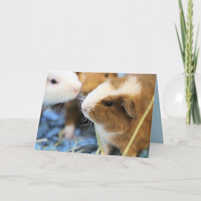 Cartão Leitão (Frente)