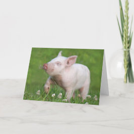 Cartão Leitão Branco Bonito Cheira Flor