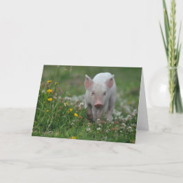 Cartão Leitão Branco no Campo das Flores