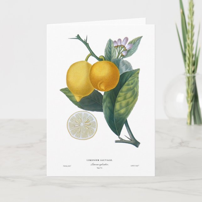 Cartão Lemon (Frente)