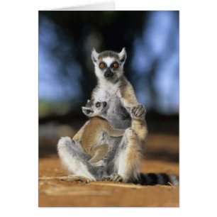 Cartão Lêmure-de-cauda-anelada, (Lemur catta), Mãe e