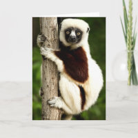 Lêmure Sifaka na Floresta de Madagascar