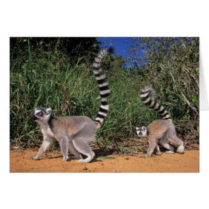 Cartão Lêmures-de-cauda-anelada (Lemur Catta), Berenty