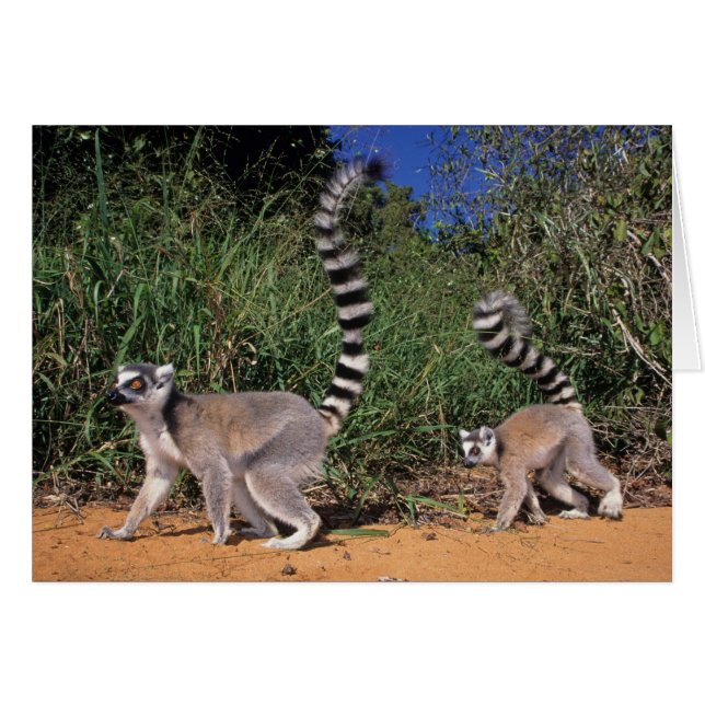 Cartão Lêmures-de-cauda-anelada (Lemur Catta), Berenty (Frente Horizontal)