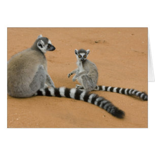 Cartão Lêmures-de-cauda-anelada, (Lemur catta), Berenty