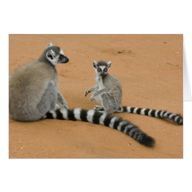 Cartão Lêmures-de-cauda-anelada, (Lemur catta), Berenty (Frente Horizontal)