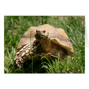 Cartão Lento, mas estável