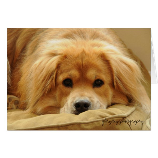 Cartão Leo na cama do cão (Frente Horizontal)