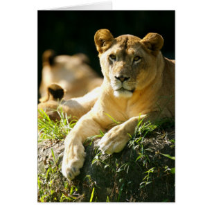 Cartão Leões