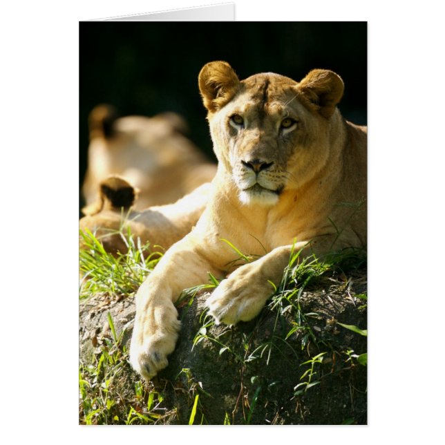 Cartão Leões (Frente)