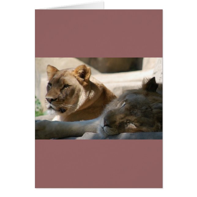 Cartão Leões Africanos (Frente)