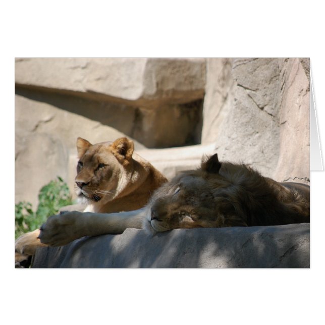 Cartão Leões Africanos (Frente Horizontal)