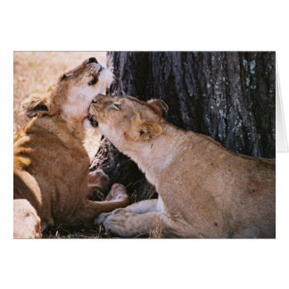 Cartão Leões em Serengeti
