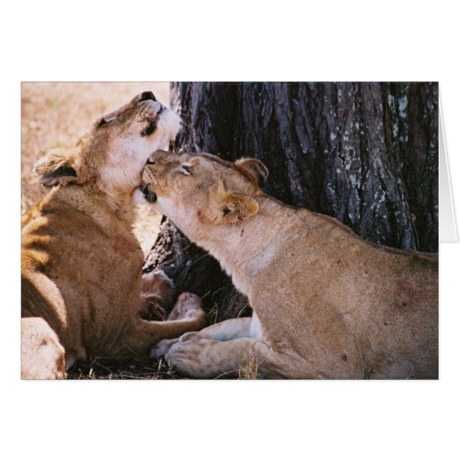 Cartão Leões em Serengeti (Frente Horizontal)